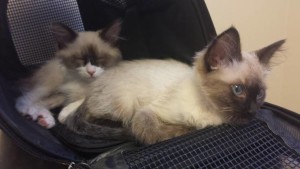 Kitten Wellness at Rainier Veterinary Hospital Seattle