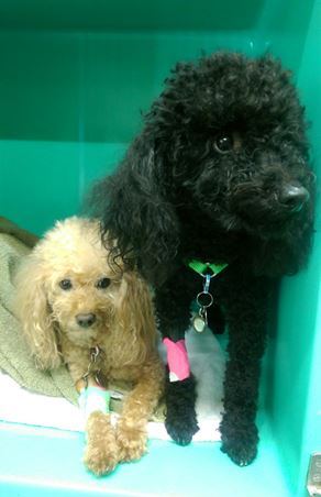 Medical Services at Rainier Veterinary Hospital Seattle