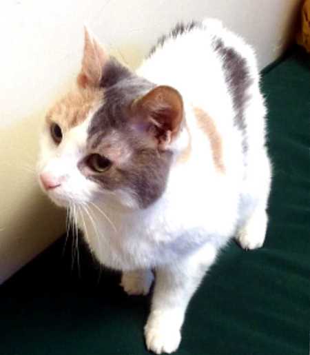 Senior Pet Wellness at Rainier Veterinary Hospital Seattle