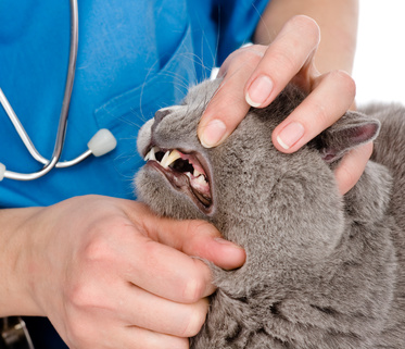 Rainier Veterinary Hospital: Why pet dental care is so important