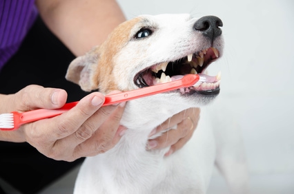 Rainier Veterinary Hospital: Why pet dental care is so important