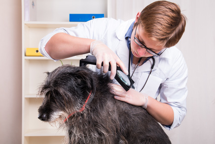 Rainier Veterinary Hospital: Fleas, Giardia, Leptospirosis, and How to Protect Your Dog