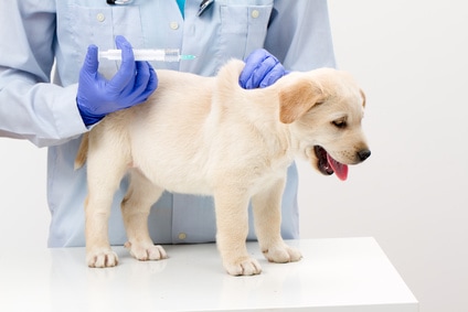 New Puppy 101: Vaccinations