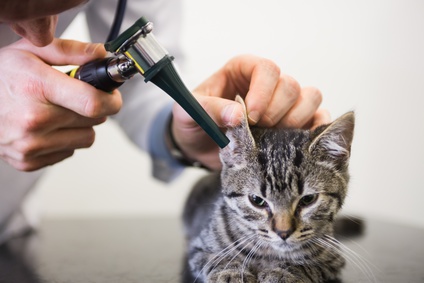 New Kitten 101: Ear Exam