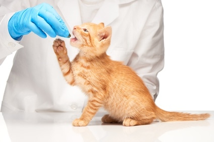 New Kitten 101: Oral Preventatives