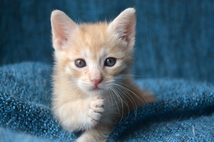 New Kitten 101 from Rainier Veterinary Hospital in Seattle