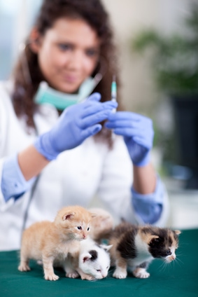 Kitten Vaccines at Rainier Veterinary Hospital in Seattle