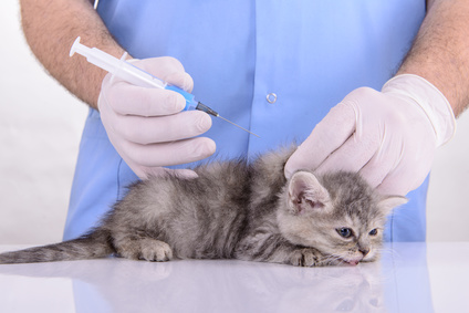 Kitten Vaccines at Rainier Veterinary Hospital in Seattle