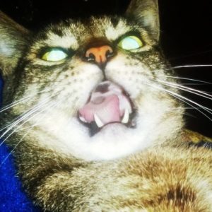 Rainier Veterinary Hospital Cat of the Month: June 2016 - George Michael