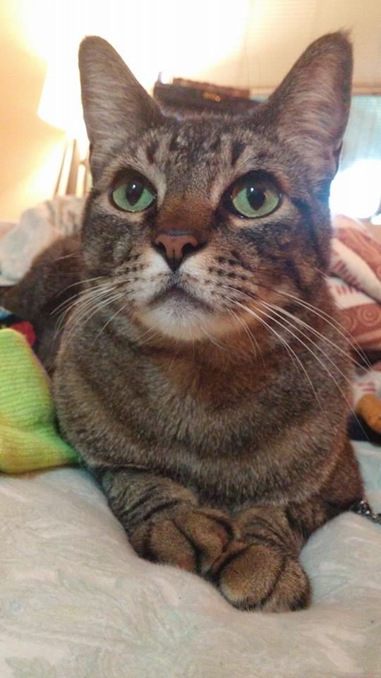 Rainier Veterinary Hospital Cat of the Month: June 2016 - George Michael