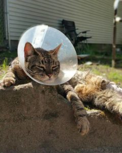 Rainier Veterinary Hospital Cat of the Month: June 2016 - George Michael