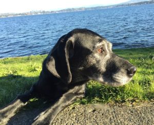 Rainier Veterinary Hospital Dog of the Month: June 2016 - Ozo