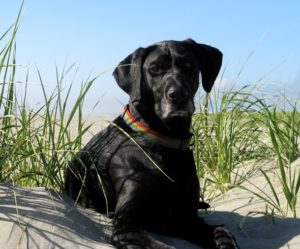 Rainier Veterinary Hospital Dog of the Month: June 2016 - Ozo