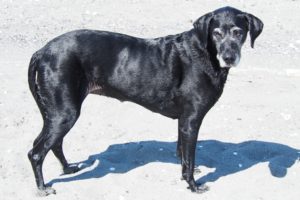 Rainier Veterinary Hospital Dog of the Month: June 2016 - Ozo