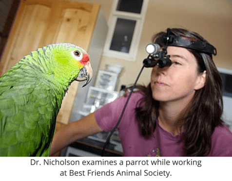 Dr Debra Nicholson, Veterinarian at Rainier Veterinary Hospital Seattle