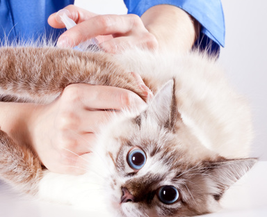 Pet Vaccination Questions Answered at Rainier Veterinary Hospital