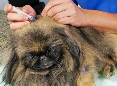 Pet Vaccination Questions Answered at Rainier Veterinary Hospital