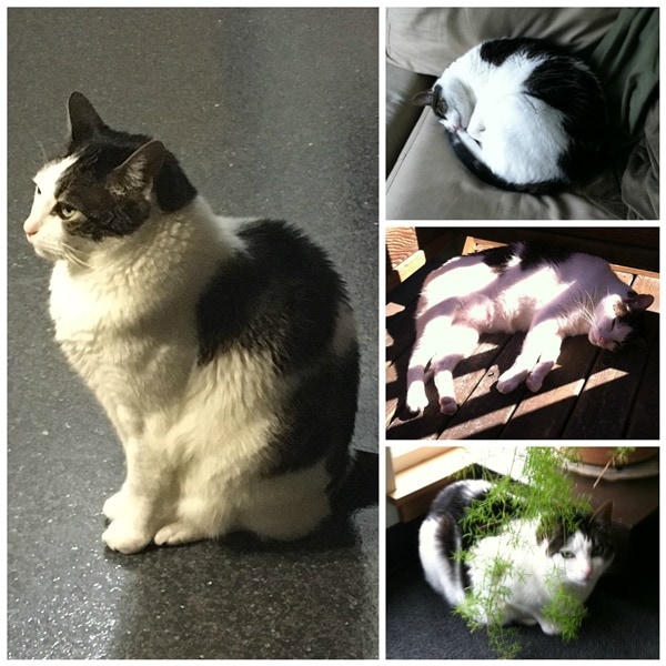 Rainier Veterinary Hospital Cat of the Month, July 2016: Extreme Danger
