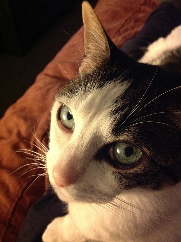 Rainier Veterinary Hospital Cat of the Month, July 2016: Extreme Danger
