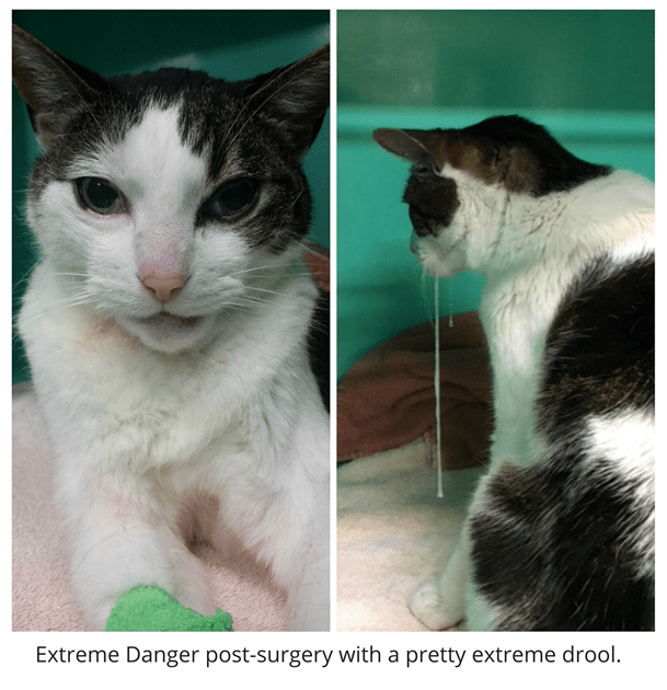 Rainier Veterinary Hospital Cat of the Month, July 2016: Extreme Danger