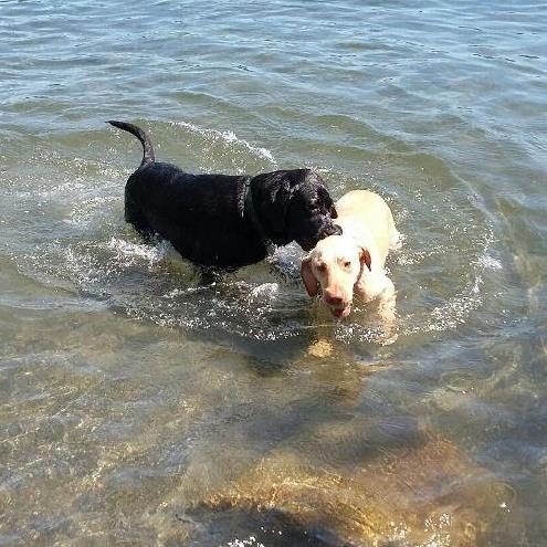 Rainier Veterinary Hospital Dog of the Month, July 2016: Joe and Margo
