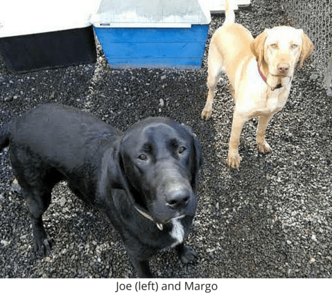 Rainier Veterinary Hospital Dog of the Month, July 2016: Joe and Margo