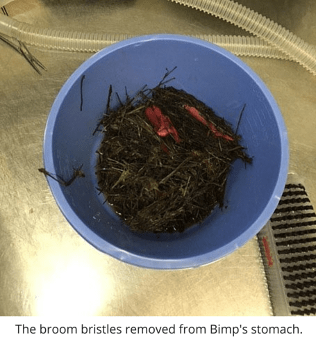 Feline Abdominal Surgery Case Study at Rainier Veterinary Hosptial