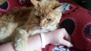 Rainier Veterinary Hospital Cat of the Month, August 2016: Mufasa