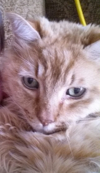 Rainier Veterinary Hospital Cat of the Month, August 2016: Mufasa