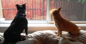 Rainier Veterinary Hospital Dog of the Month, August 2016: Archie and Charlotte