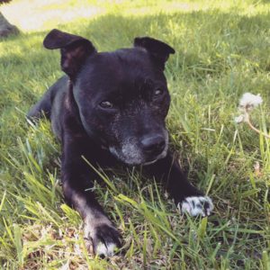 Rainier Veterinary Hospital Dog of the Month, August 2016: Charlotte