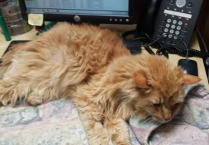 Rainier Veterinary Hospital Cat of the Month, August 2016: Mufasa