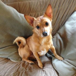 Rainier Veterinary Hospital Dog of the Month, August 2016: Archie