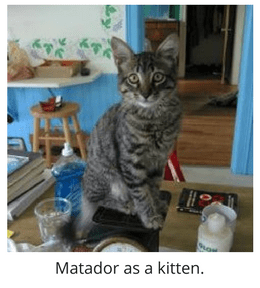 Rainier Veterinary Hospital Cat of the Month, September 2016: Matador