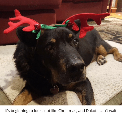 Rainier Veterinary Hospital Dog of the Month, September 2016: Dakota