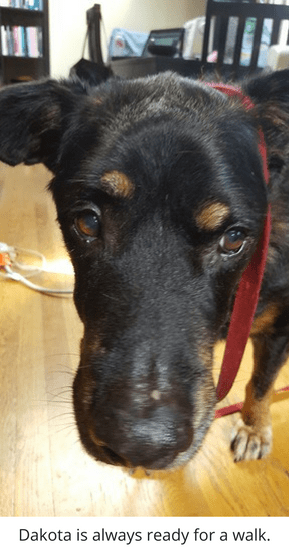 Rainier Veterinary Hospital Dog of the Month, September 2016: Dakota