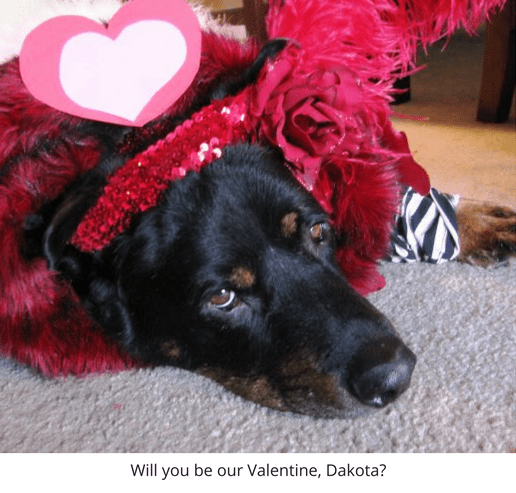 Rainier Veterinary Hospital Dog of the Month, September 2016: Dakota