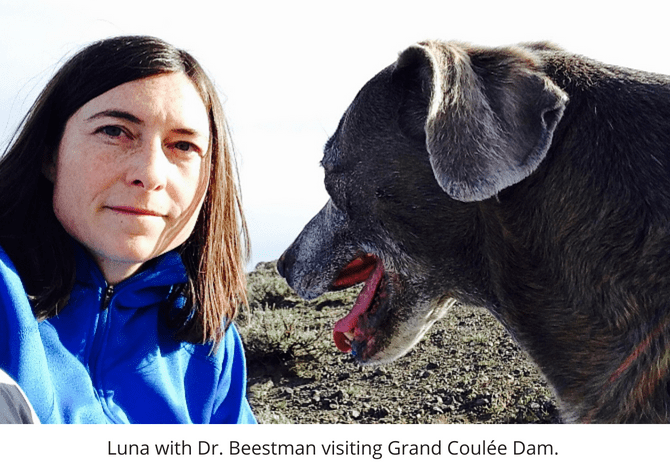 Treating Chronic Renal Failure in Dogs at Rainier Veterinary Hospital