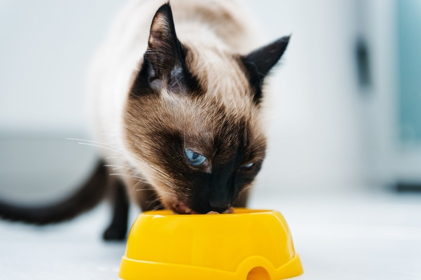 Rainier Veterinary Hospital on Proper Pet Nutrition