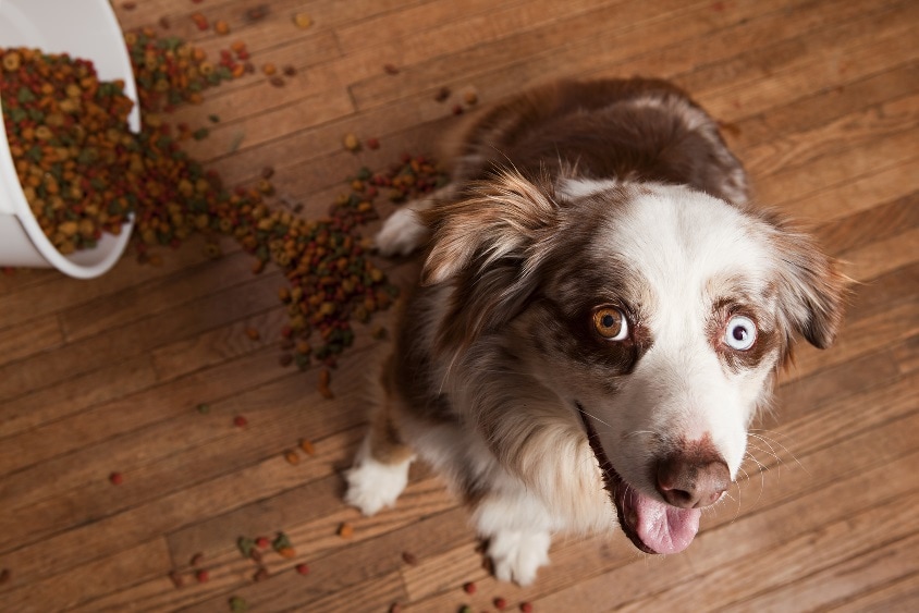 Rainier Veterinary Hospital on Proper Pet Nutrition