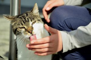 Rainier Veterinary Hospital's Solutions for an Over-Grooming Cat