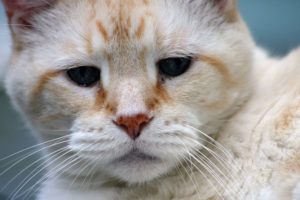 A Focus on Wellness for Senior Pets at Rainier Veterinary Hospital in Seattle