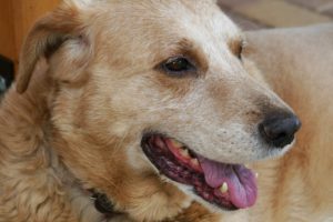 A Focus on Wellness for Senior Pets at Rainier Veterinary Hospital in Seattle