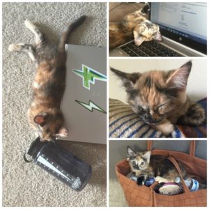 Rainier Veterinary Hospital Cat of the Month, October 2016: Joey
