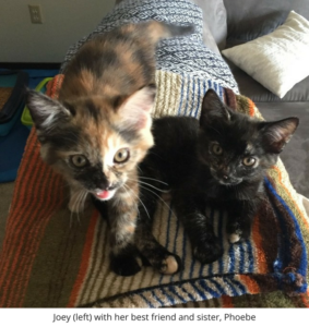 Rainier Veterinary Hospital Cat of the Month, October 2016: Joey