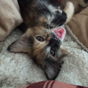 Rainier Veterinary Hospital Cat of the Month, October 2016: Joey