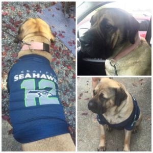 Rainier Veterinary Hospital Dog of the Month, October 2016: Patronus
