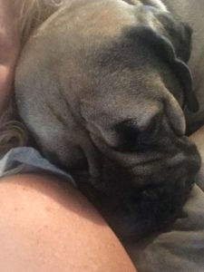 Rainier Veterinary Hospital Dog of the Month, October 2016: Patronus