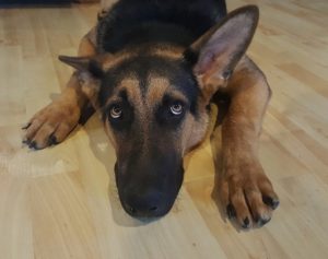 Rainier Veterinary Hospital on Treating Pet Anxiety