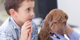 New Puppy 101 from Rainier Veterinary Hospital in Seattle